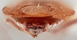   Physatocheila plexa    male, caudal view; photo: Paul Langlois, USDA APHIS PPQ ITP Node, bugwood.org 
