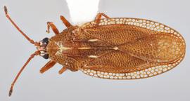   Physatocheila plexa    female, dorsal view; photo: Paul Langlois, USDA APHIS PPQ ITP Node, bugwood.org 
