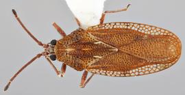   Physatocheila plexa    male, dorsal view; photo: Paul Langlois, USDA APHIS PPQ ITP Node, bugwood.org 
