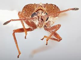   Physatocheila plexa    female, frontal view; photo: Paul Langlois, USDA APHIS PPQ ITP Node, bugwood.org 
