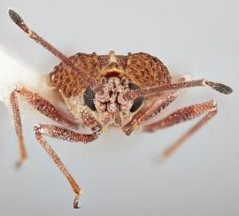   Physatocheila plexa    male, frontal view; photo: Paul Langlois, USDA APHIS PPQ ITP Node, bugwood.org 
