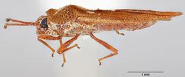   Physatocheila plexa    female, lateral view; photo: Paul Langlois, USDA APHIS PPQ ITP Node, bugwood.org 

