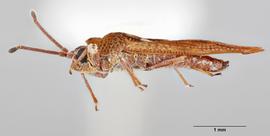   Physatocheila plexa    male, lateral view; photo: Paul Langlois, USDA APHIS PPQ ITP Node, bugwood.org 
