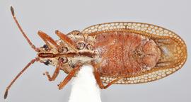   Physatocheila plexa    female, ventral view; photo: Paul Langlois, USDA APHIS PPQ ITP Node, bugwood.org 
