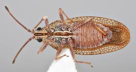   Physatocheila plexa    male, ventral view; photo: Paul Langlois, USDA APHIS PPQ ITP Node, bugwood.org 

