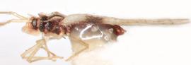   Pliobyrsa mollinediae , lateral view; photo: Sindhu Krishnankutty 
