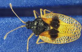   Pseudacysta perseae , dorsal view; photo courtesy of USDA APHIS PPQ ITP imageID 
