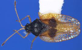   Pseudacysta perseae  male, dorsal view; photo courtesy of USDA APHIS PPQ ITP imageID 
