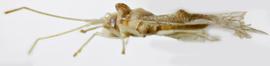   Psilobyrsa aechemaeae , lateral view; photo: Sindhu Krishnankutty 
