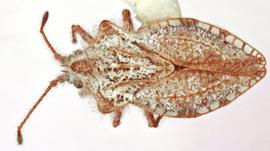   Sanazarius cuneatus , dorsal view; photo: Sindhu Krishnankutty 
