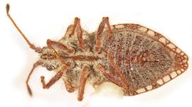   Sanazarius cuneatus , ventral view; photo: Sindhu Krishnankutty 
