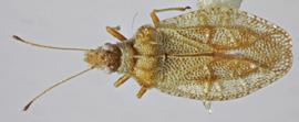   Sinalda haplotaxis , dorsal view; photo: Sindhu Krishnankutty 
