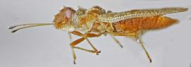   Sinalda haplotaxis , lateral view; photo: Sindhu Krishnankutty 
