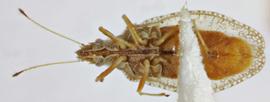   Sinalda haplotaxis , ventral view; photo: Sindhu Krishnankutty 
