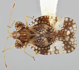   Stephanitis nashi  female, dorsal view; photo: Paul Langlois, USDA APHIS PPQ ITP Node, bugwood.org 
