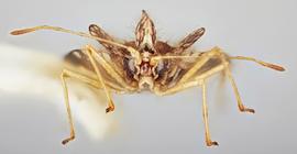   Stephanitis nashi  female, frontal view; photo: Paul Langlois, USDA APHIS PPQ ITP Node, bugwood.org 
