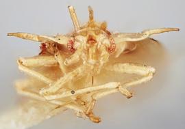   Stephanitis nashi  nymph, frontal view; photo: Paul Langlois, USDA APHIS PPQ ITP Node, bugwood.org 
