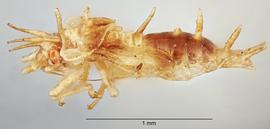   Stephanitis nashi  nymph, lateral view; photo: Paul Langlois, USDA APHIS PPQ ITP Node, bugwood.org 
