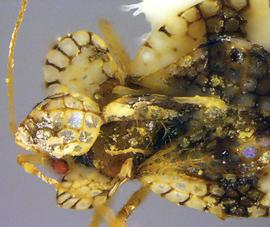   Stephanitis pyri  head and thorax, dorsal view; photo courtesy of USDA APHIS PPQ ITP imageID 
