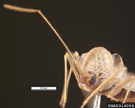   Stephanitis pyrioides  head, frontal view; photo: Pest and Diseases Image Library, bugwood.org (CC) BY-NC 3.0 
