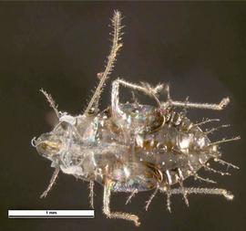   Stephanitis  sp.   nymph, ventral view; photo: Pest and Diseases Image Library, bugwood.org (CC) BY-NC 3.0 
