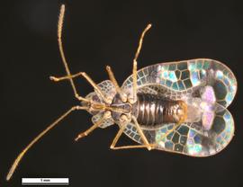 Stephanitis | TingID