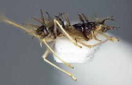   Stephanitis  sp. nymph, lateral view; photo courtesy of USDA APHIS PPQ ITP imageID 
