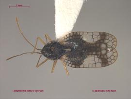   Stephanitis takeyai , dorsal view; photo: Don Griffiths, Spencer Entomological Collection, Beaty Biodiversity Museum, UBC 
