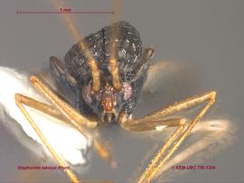   Stephanitis takeyai , frontal view; photo: Don Griffiths, Spencer Entomological Collection, Beaty Biodiversity Museum, UBC 
