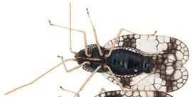   Stephanitis takeyai , ventral view; photo courtesy of USDA APHIS PPQ ITP imageiD 
