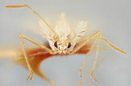 Stephanitis | TingID