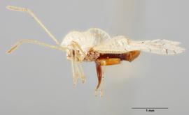   Stephanitis typica  male, lateral view; photo: Paul Langlois, USDA APHIS PPQ ITP Node, bugwood.org 
