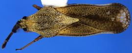   Teleonemia prolixa , dorsal view; photo courtesy of USDA APHIS PPQ ITP imageiD 
