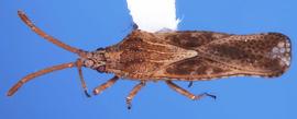   Teleonemia sacchari , dorsal view; photo courtesy of USDA APHIS PPQ ITP imageiD 
