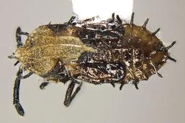   Teleonemia  sp. nymph, dorsal view; photo courtesy of USDA APHIS PPQ ITP imageiD 
