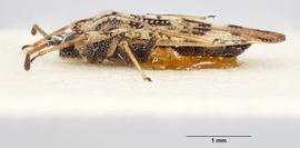   Tingis cardui , lateral view; photo: Paul Langlois, USDA APHIS PPQ ITP Node, bugwood.org 
