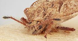   Tingis reticulata  female, frontal view; photo: Paul Langlois, USDA APHIS PPQ ITP Node, bugwood.org 
