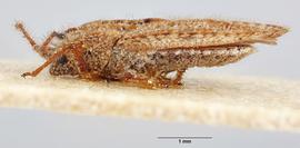   Tingis reticulata  female, lateral view; photo: Paul Langlois, USDA APHIS PPQ ITP Node, bugwood.org 
