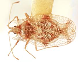   Uhlerites debile , dorsal view; photo: Sindhu Krishnankutty 

