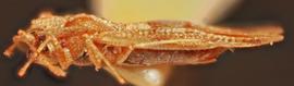   Uhlerites debile , lateral view; photo: Sindhu Krishnankutty 
