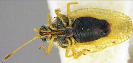   Ulotingis brasiliensis , ventral view; photo courtesy of USDA APHIS PPQ ITP imageiD 
