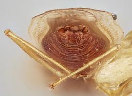   Vatiga illudens  male, caudal view; photo: Paul Langlois, USDA APHIS PPQ ITP Node, bugwood.org 
