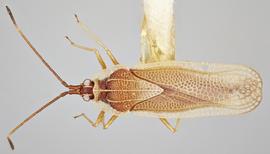   Vatiga illudens  male, dorsal view; photo: Paul Langlois, USDA APHIS PPQ ITP Node, bugwood.org 
