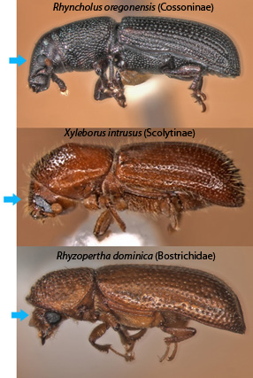 Diagnostic eye characters among some confusing wood boring Coleoptera