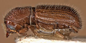 Taphrorychus bicolor