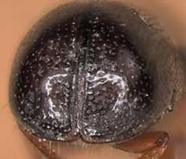             Corthylus punctatissimus  (pitted ambrosia beetle), posterior   view (declivity)   