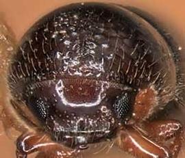             Corthylus punctatissimus  (pitted ambrosia beetle), anterior view        