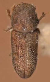             Crypturgus alutaceus , dorsal view   