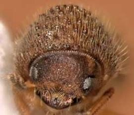             Hypocryphalus mangiferae  (mango bark   beetle), anterior view   