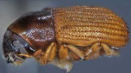             Phloeosinus sequoiae , lateral view   